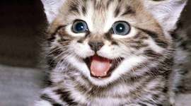 Timeline: Project 1st Raven Stitt