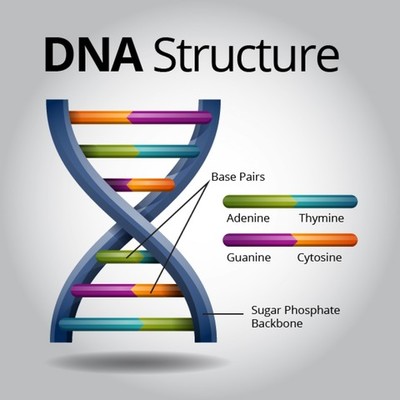 Timeline: DNA Structure Discovery Timeline