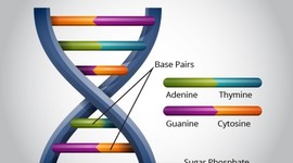 Timeline: DNA Structure Discovery Timeline