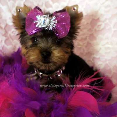 Timeline: Nicole Griffin project period 4