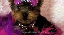 Timeline: Nicole Griffin project period 4