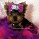 Teacup yorkie for sale iris