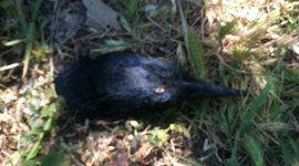 Timeline: Colonel Ellison's Bodyfarm Timeline