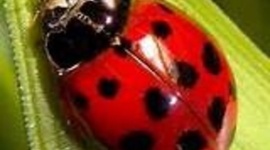 Timeline: ladybugs