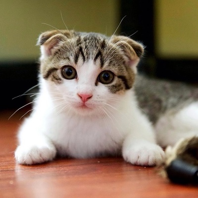 Timeline: favorite kitty ever