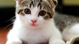 Timeline: favorite kitty ever