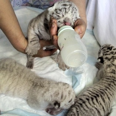 Timeline: white tigers
