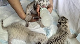 Timeline: white tigers