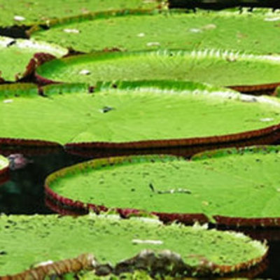 Timeline: recorrido historico del amazonas