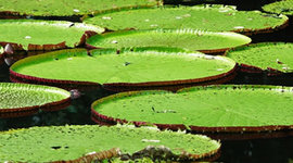 Timeline: recorrido historico del amazonas