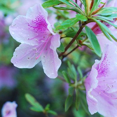 Timeline: Deforestation: Good for Humans, Bad for Animals