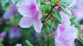 Timeline: Deforestation: Good for Humans, Bad for Animals