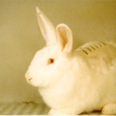 Timeline: BUAV Ban on Animal Testing