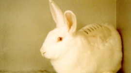 Timeline: BUAV Ban on Animal Testing
