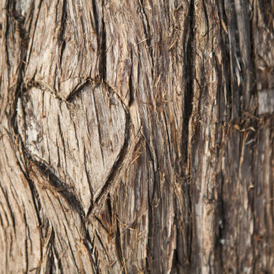 Timeline: Life in a nutshell