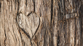 Timeline: Life in a nutshell