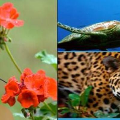 Timeline: DESARROLLO SUSTENTABLE