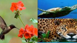 Timeline: DESARROLLO SUSTENTABLE