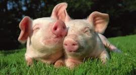 Timeline: Det långa 1800-talet