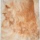 220px francesco melzi   portrait of leonardo   wga14795