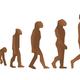 Human evolution