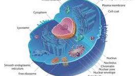 Timeline: History of the Cell Theory