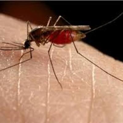 Timeline: History of Malaria