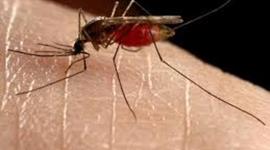 Timeline: History of Malaria
