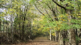 Timeline: Cesar Chaves Grace