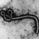 Ebola