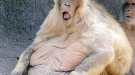 Timeline: the 60's Timeline