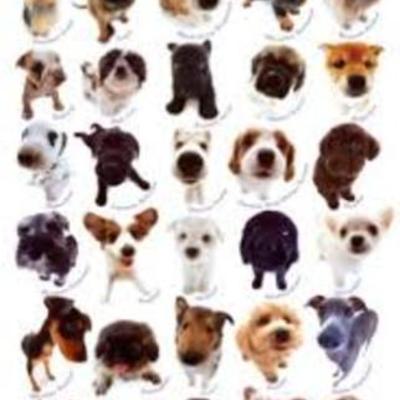 Timeline: razas de perros