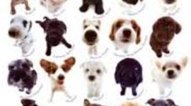 Timeline: razas de perros