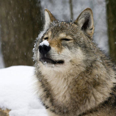 Timeline: White Fang Timeline