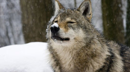 Timeline: White Fang Timeline