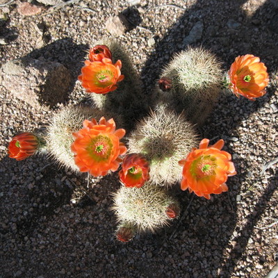 Timeline: Frances Roland's Community Colleges Timeline