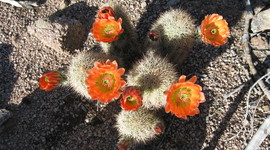 Timeline: Frances Roland's Community Colleges Timeline