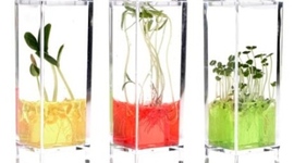 Timeline: CULTIVO DE VEGETALES INVITRO