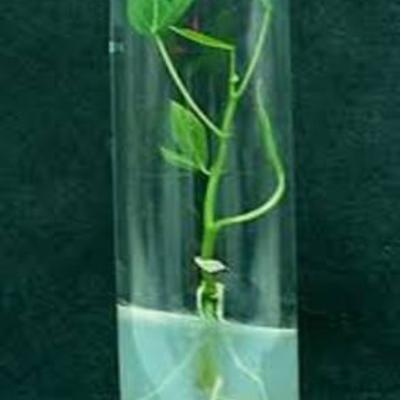 Timeline: Historia de Cultivo de Tejidos Vegetales in Vitro