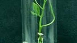 Timeline: Historia de Cultivo de Tejidos Vegetales in Vitro