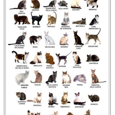 Timeline: EVOLUCION DE LOS FELINOS