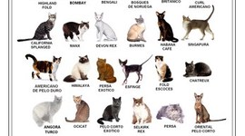 Timeline: EVOLUCION DE LOS FELINOS