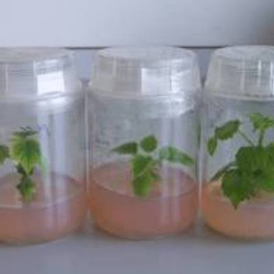 Timeline: Evolucion de los sistemas in vitro