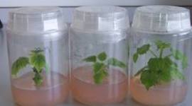 Timeline: Evolucion de los sistemas in vitro