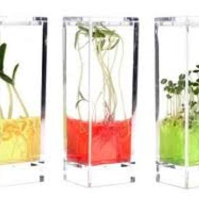 Timeline: origen de las plantas