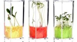 Timeline: origen de las plantas