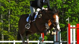 Timeline: Falon Nazzaro