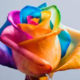 Rainbow rose  1