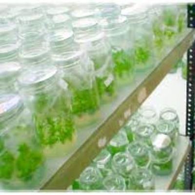 Timeline: HISTORIA DEL CULTIVO IN VITRO DE TEJIDOS VEGETALES