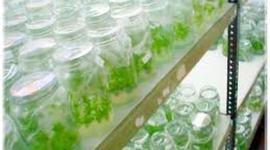 Timeline: HISTORIA DEL CULTIVO IN VITRO DE TEJIDOS VEGETALES